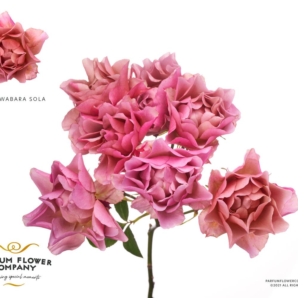 Rose verzweigt rosa Wabara Sola 50cm