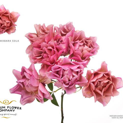 Rose verzweigt rosa Wabara Sola 50cm