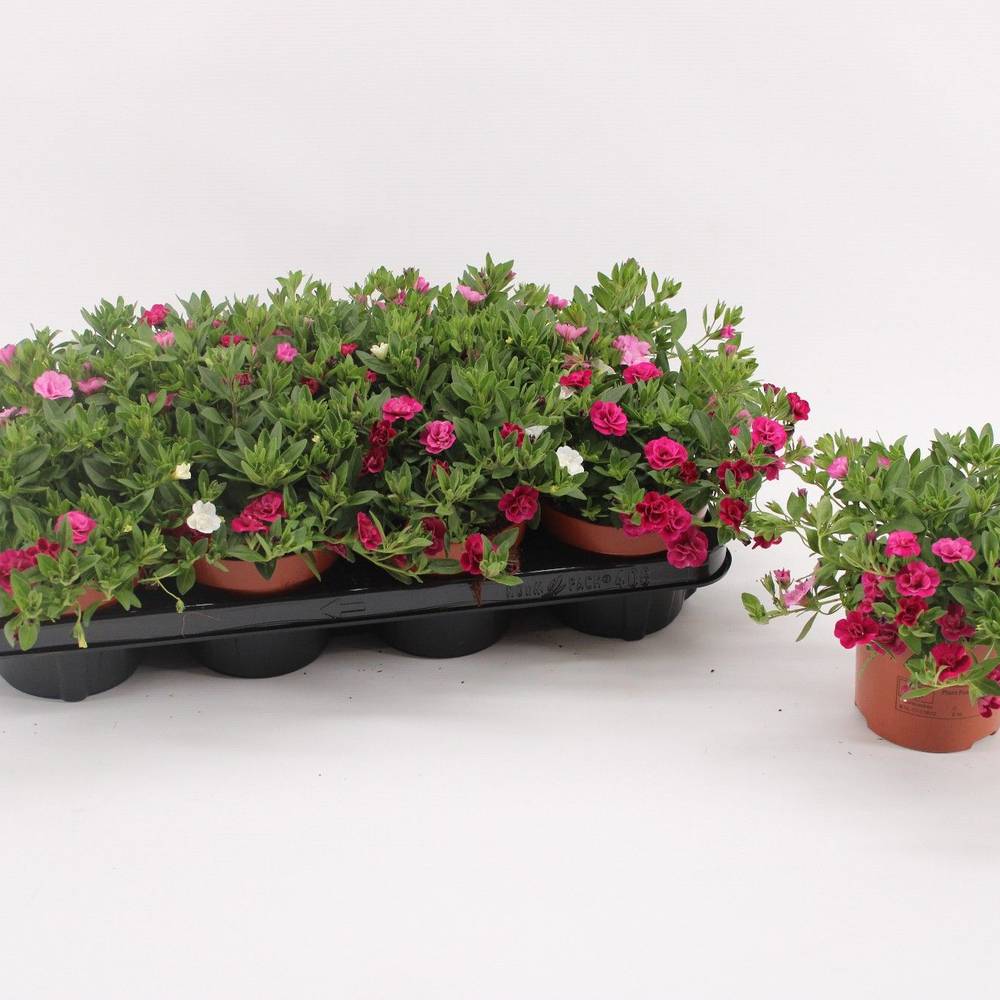 Calibrachoa weiss/lila/rosa My Girly T13 H017
