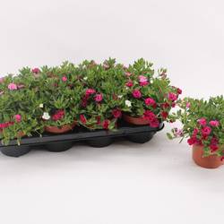 Calibrachoa weiss/lila/rosa My Girly T13 H017