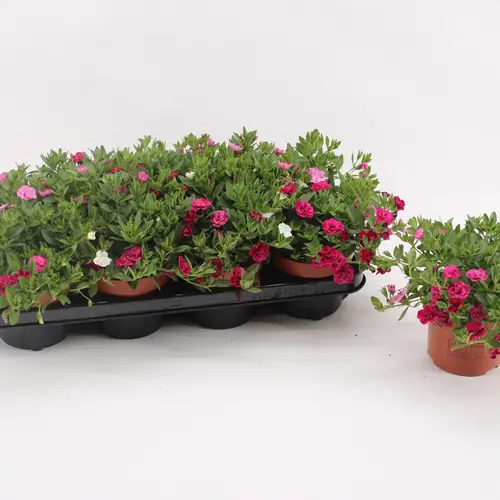 Calibrachoa weiss/lila/rosa My Girly T13 H017