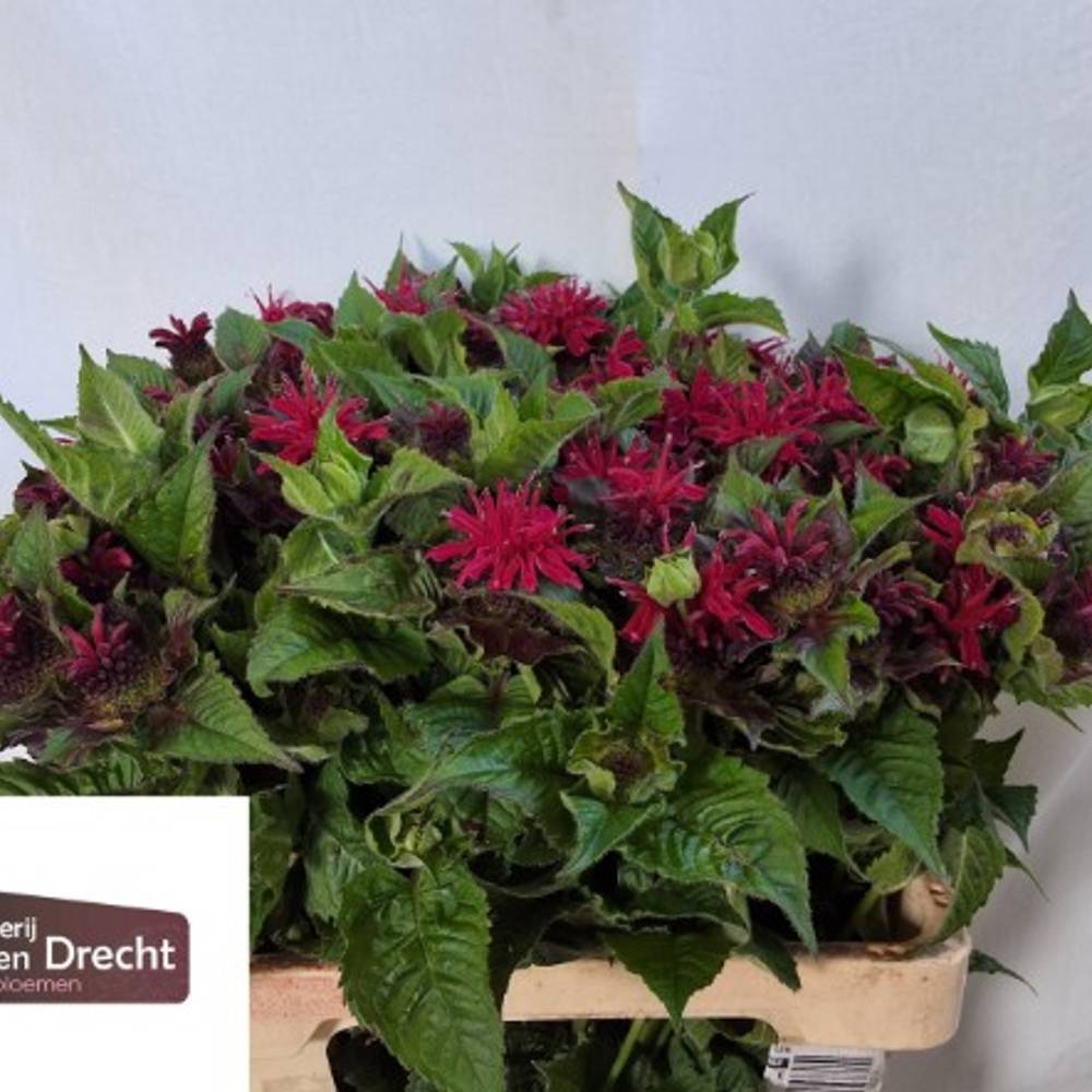 Monarda fuchsia Purple Fountain 60cm