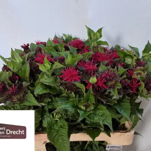 Monarda fuchsia Purple Fountain 60cm