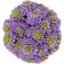 Scabiosa milka Lavendel 55cm