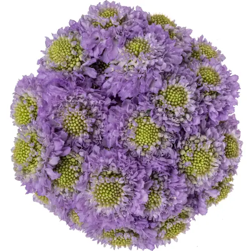 Scabiosa milka Lavendel 55cm