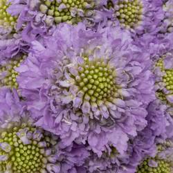 Scabiosa milka Lavendel 55cm