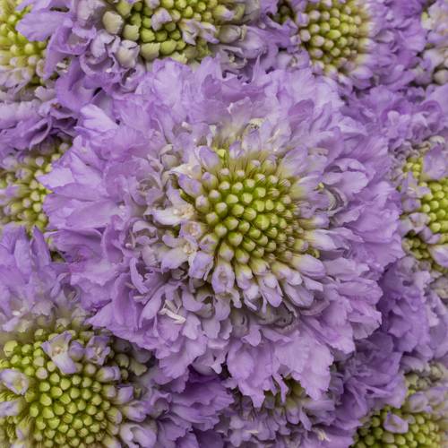 Scabiosa milka Lavendel 55cm
