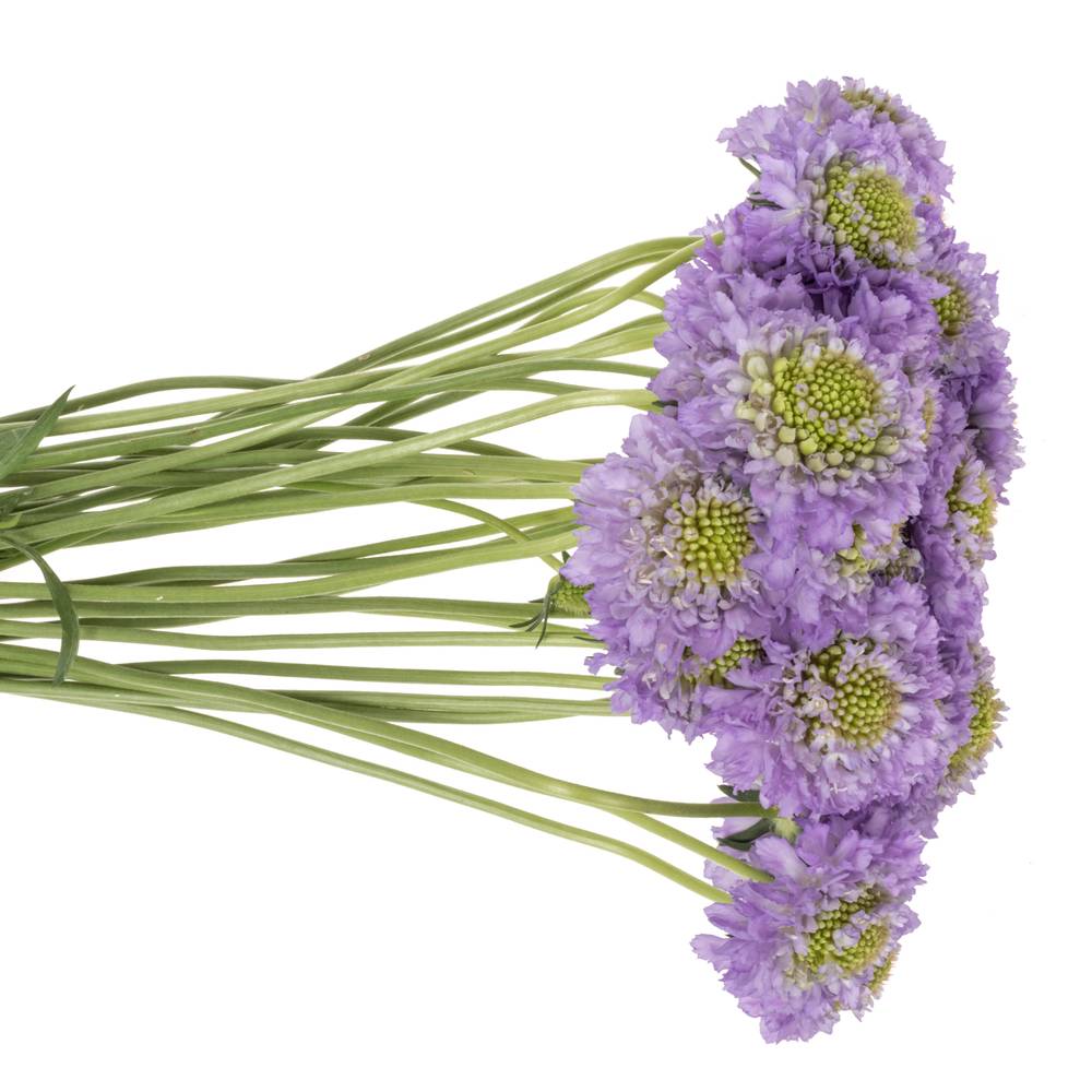 Scabiosa milka Lavendel 55cm