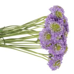 Scabiosa milka Lavendel 55cm