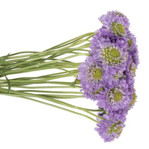 Scabiosa milka Lavendel 55cm