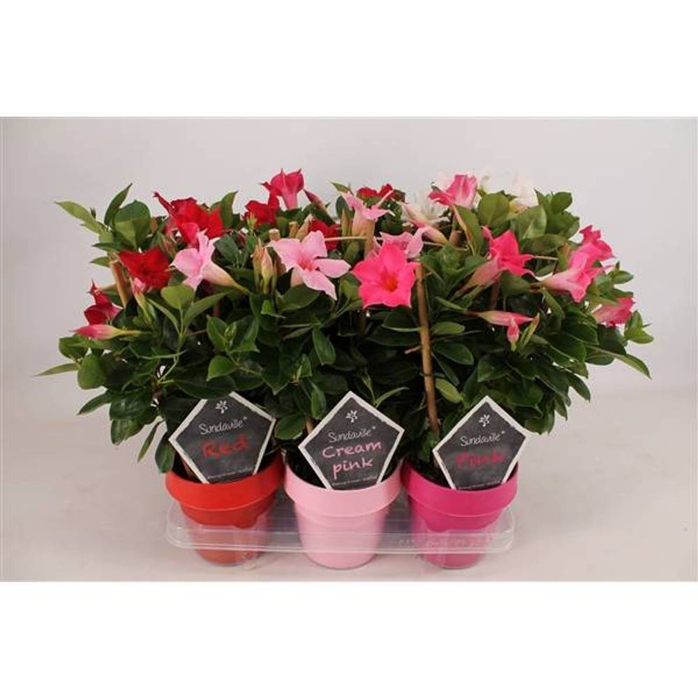 Dipladenia mix am Reck T14 H040