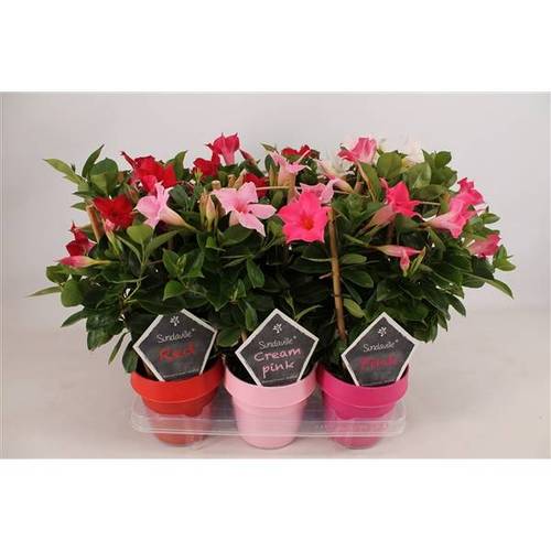Dipladenia mix am Reck T14 H040