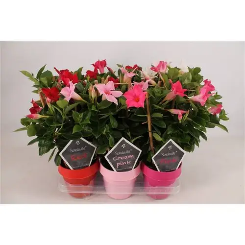 Dipladenia mix am Reck T14 H040
