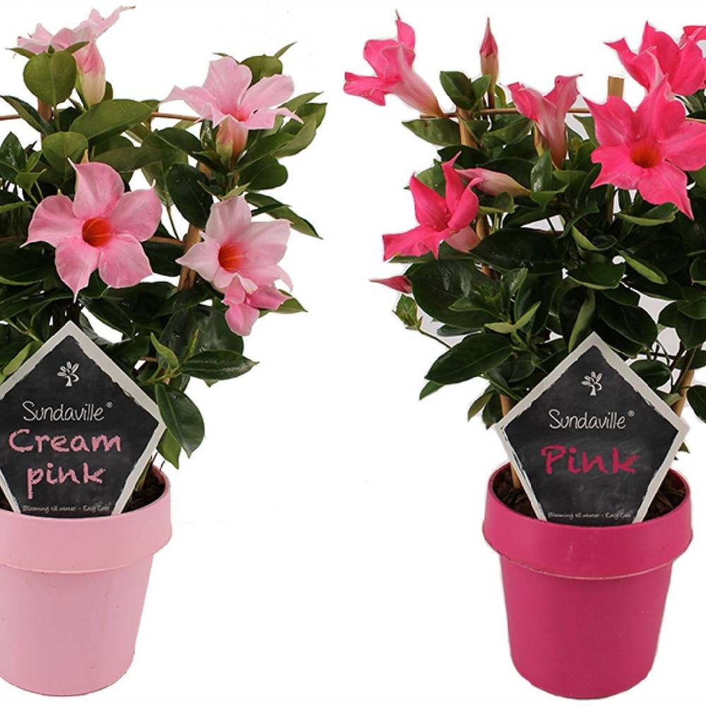 Dipladenia mix am Reck T14 H040