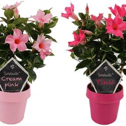 Dipladenia mix am Reck T14 H040
