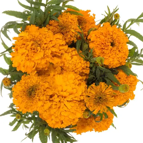 Tagetes orange Promise 80cm