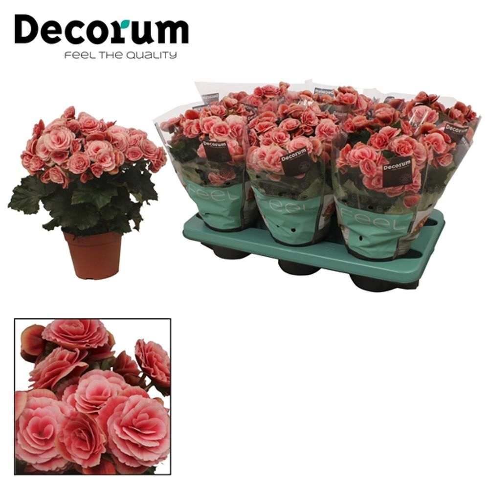 Begonie rosa Borias T14 H32