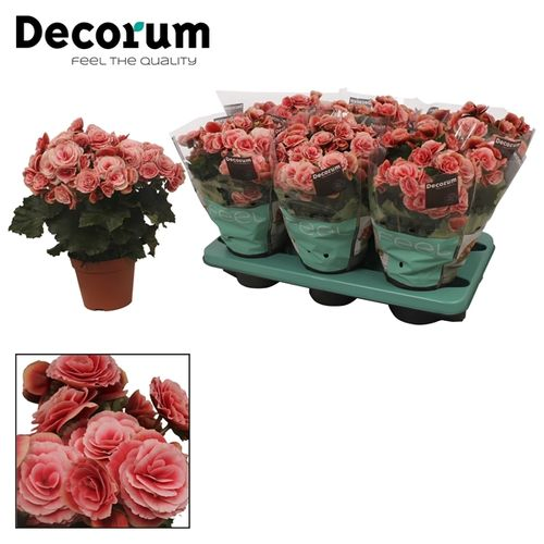 Begonie rosa Borias T14 H32