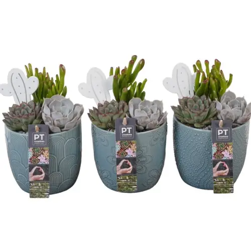 Succ.Arr PTSU8437 T12 H019