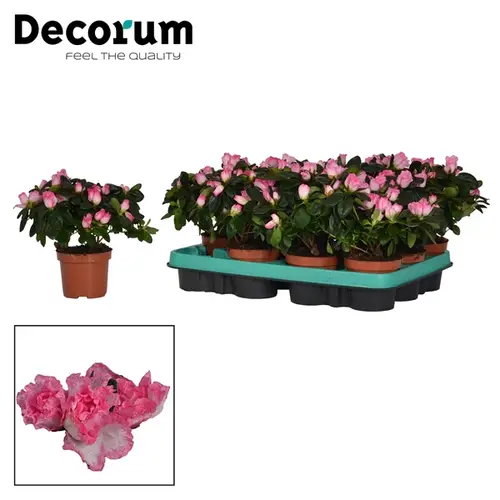 Azalee rosa Bunt T09 H20