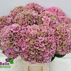 Hortensie rosa/grün Parade Cl Bol 17cm 60cm