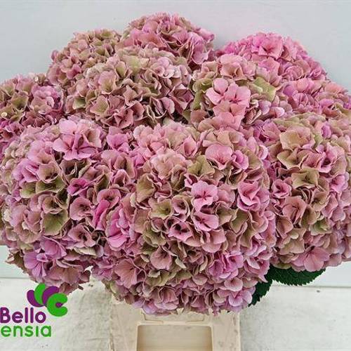 Hortensie rosa/grün Parade Cl Bol 17cm 60cm