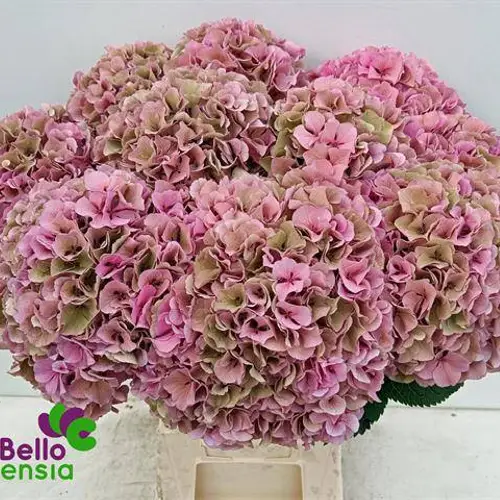 Hortensie rosa/grün Parade Cl Bol 17cm 60cm