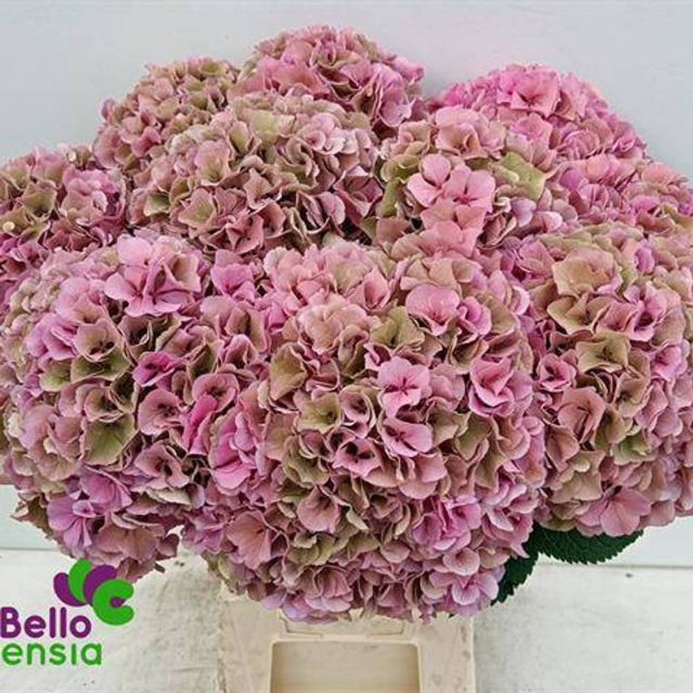 Hortensie rosa/grün Parade Cl Bol 17cm 60cm