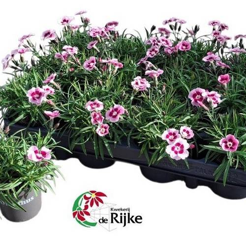 Dianthus Flash Bicolor T07 H015