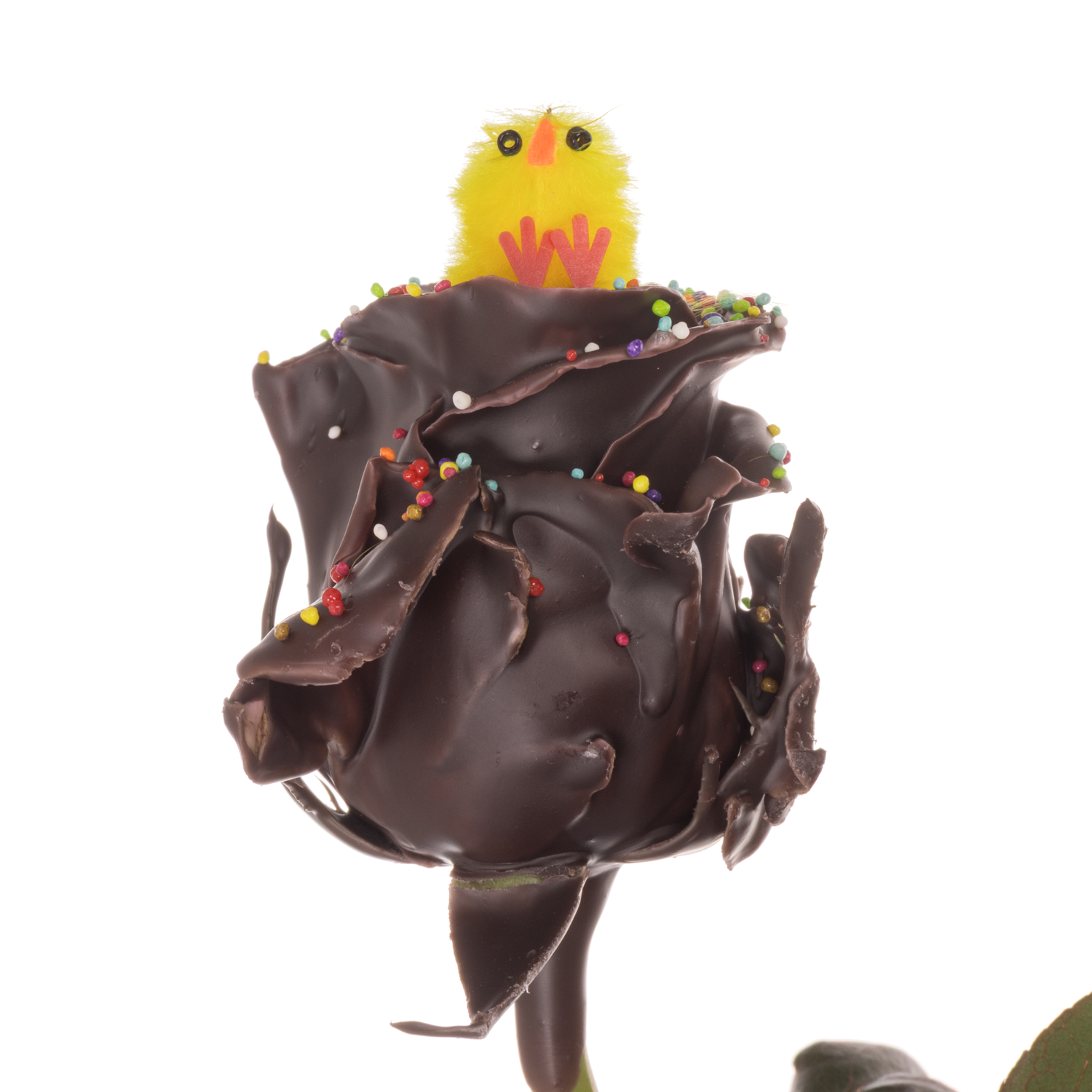 Rose wachs braun Choco gelb Chicken 70cm duftend