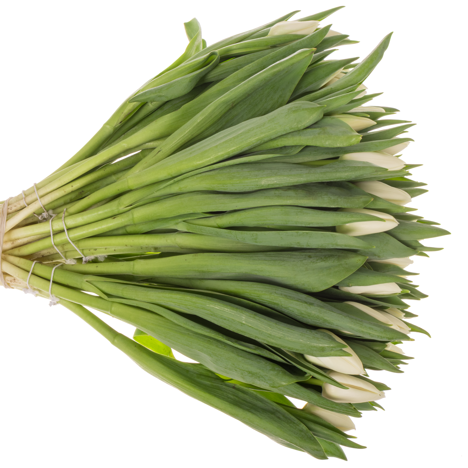 Tulpe weiss Update 36 Gramm