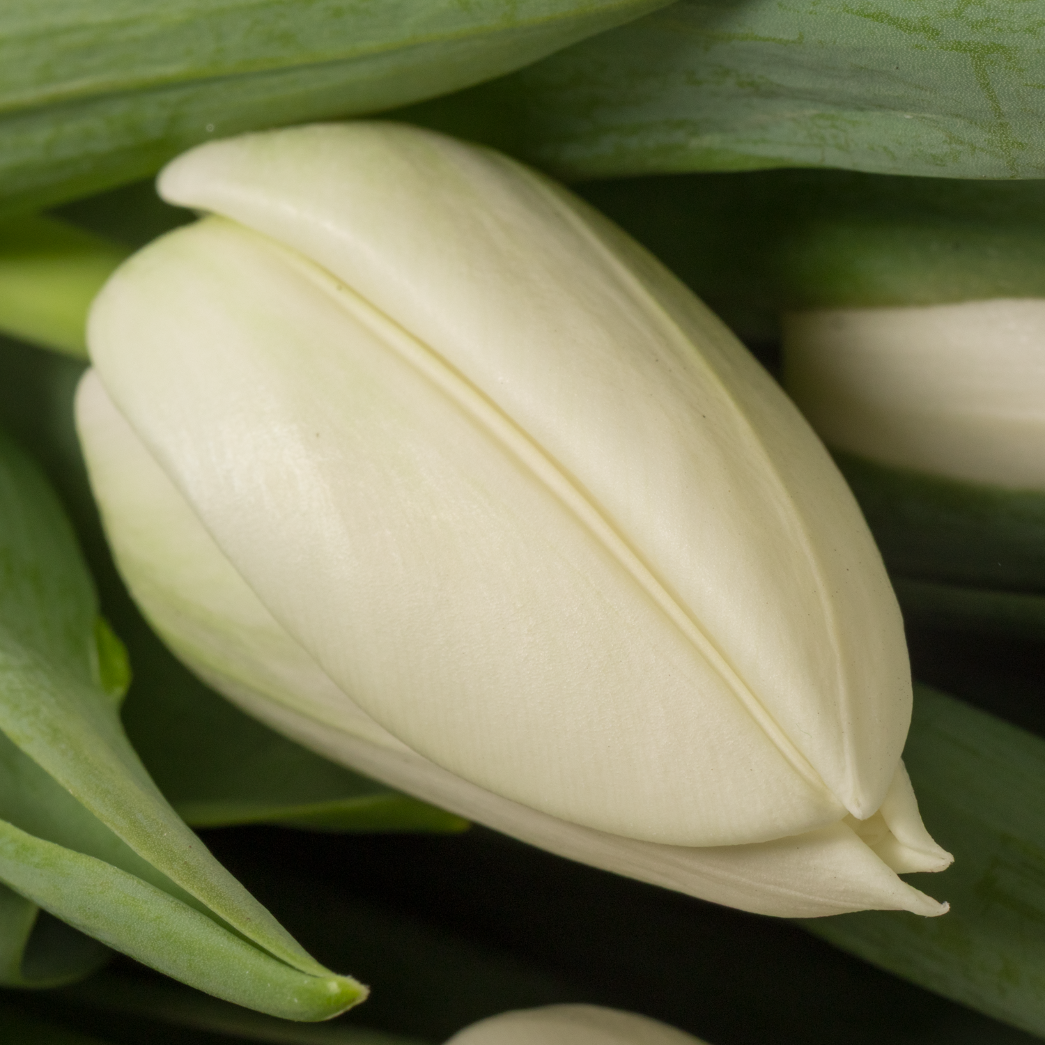 Tulpe weiss Update 36 Gramm