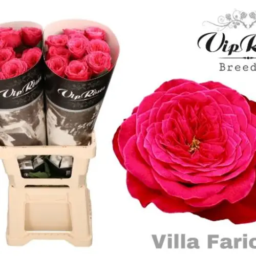 Rose rosa Villa fariola 70cm