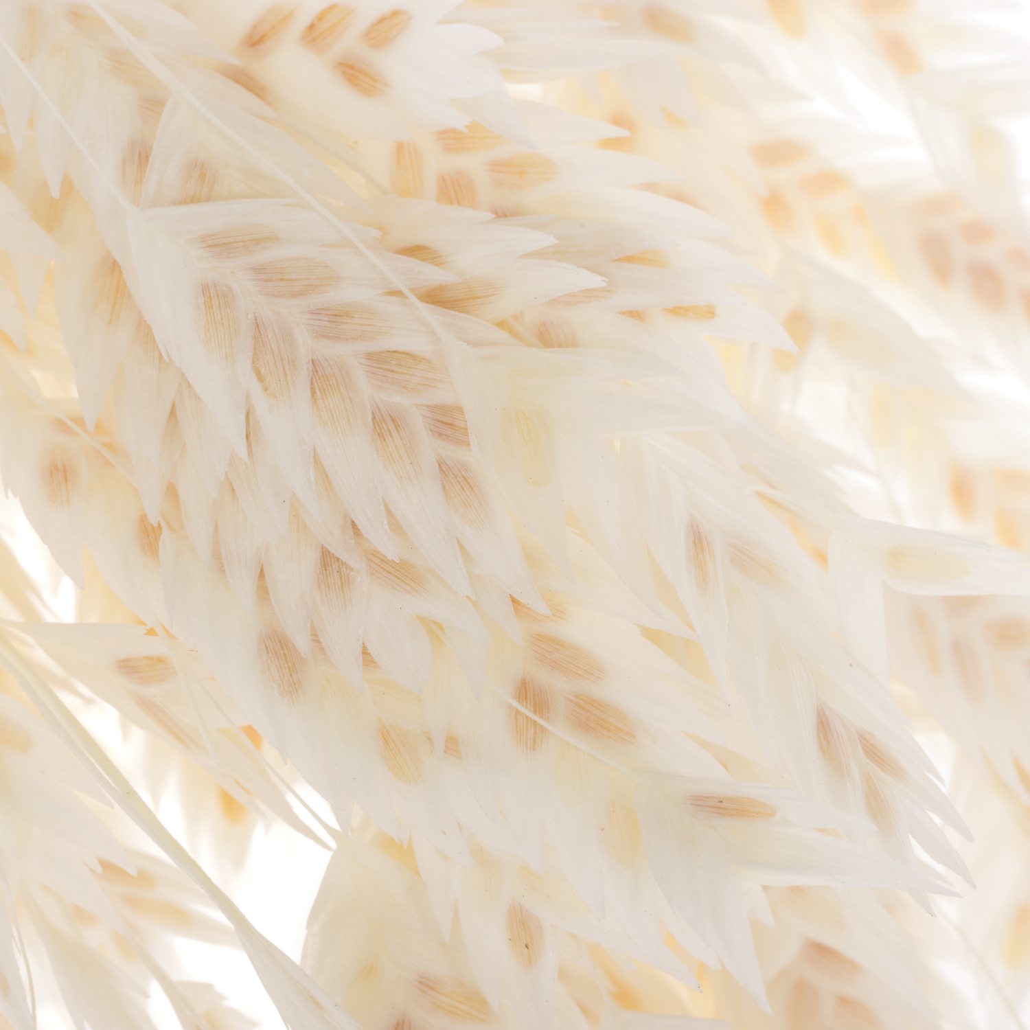 Präparierte Chasmanthium gebleicht 80 Gramm 70cm