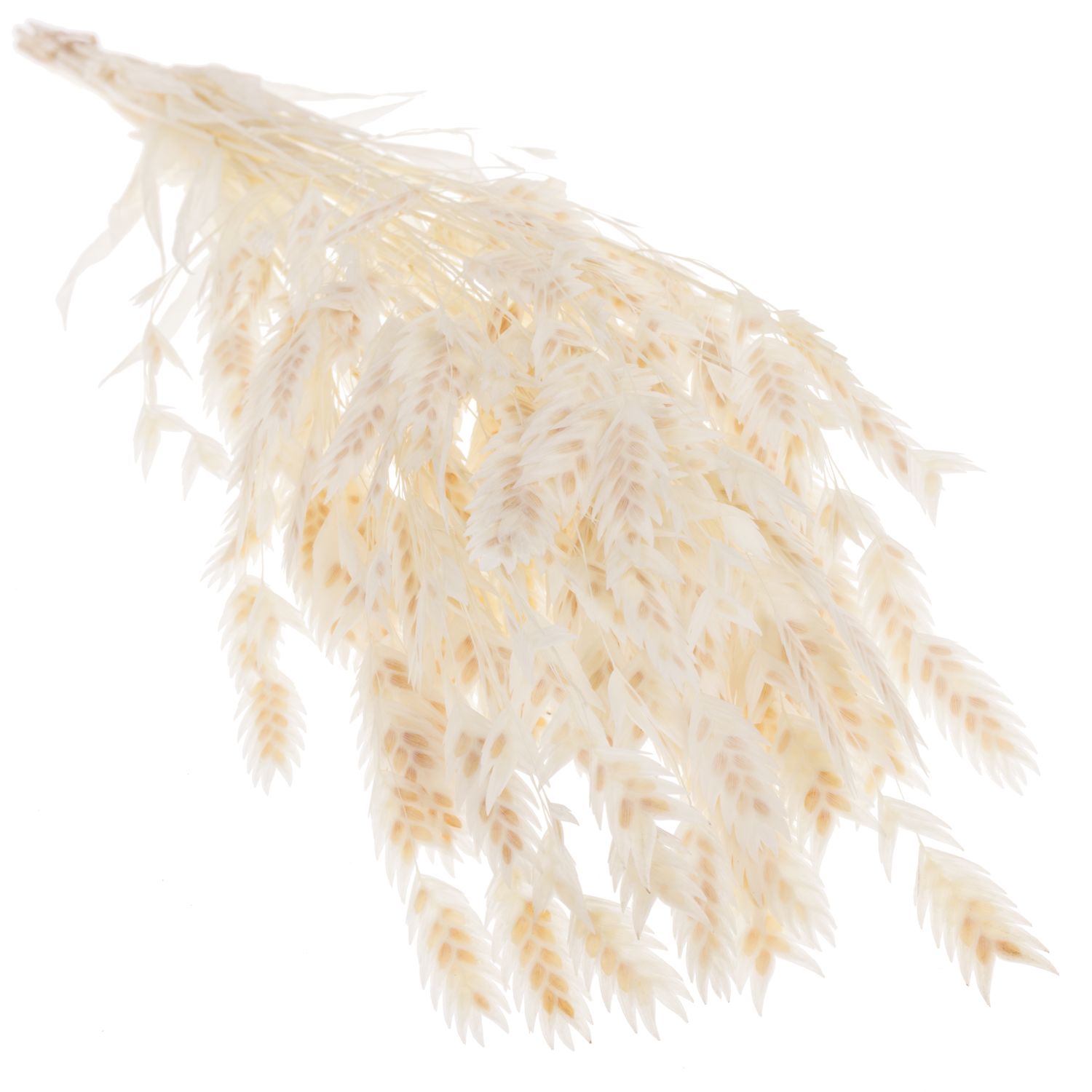 Präparierte Chasmanthium gebleicht 80 Gramm 70cm