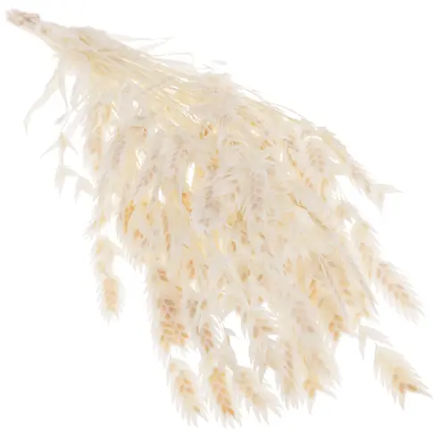 Präparierte Chasmanthium gebleicht 80 Gramm 70cm