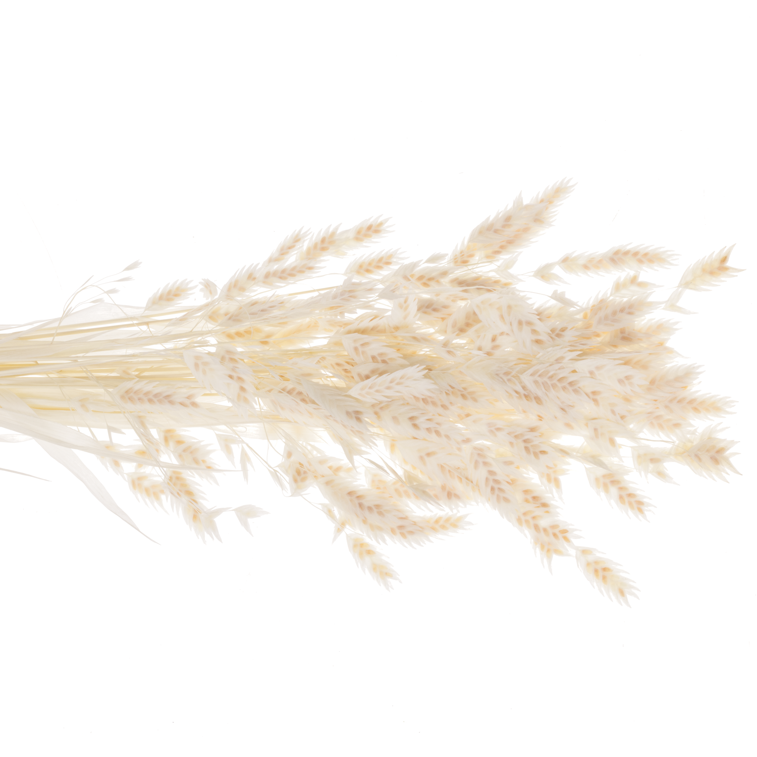 Präparierte Chasmanthium gebleicht 80 Gramm 70cm
