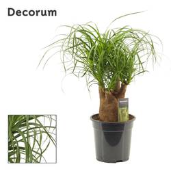 Beaucarnea Verzweigt T19 H45