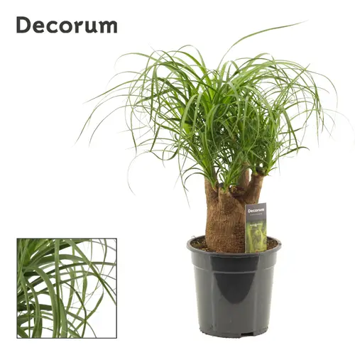 Beaucarnea Verzweigt T19 H45