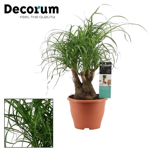 Beaucarnea Verzweigt T19 H45