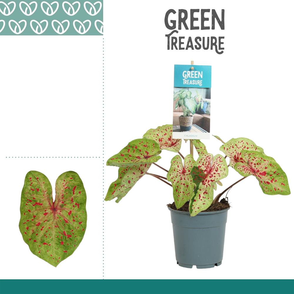 Caladium Bicolor T12 H25