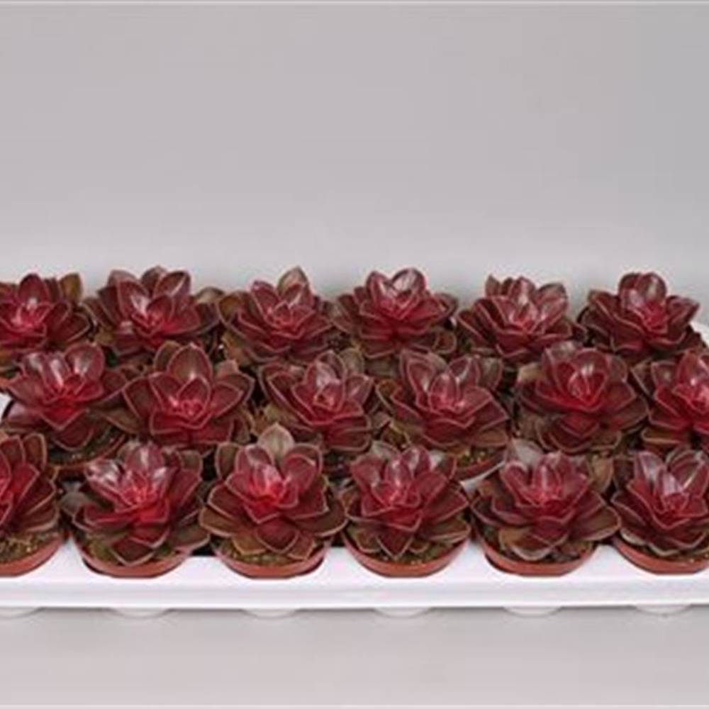 Echev.Red Ruby T08 H15