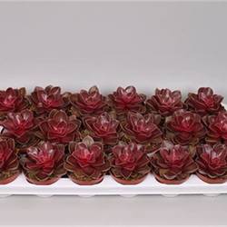 Echev.Red Ruby T08 H15