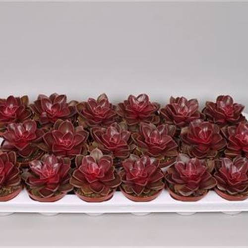 Echev.Red Ruby T08 H15