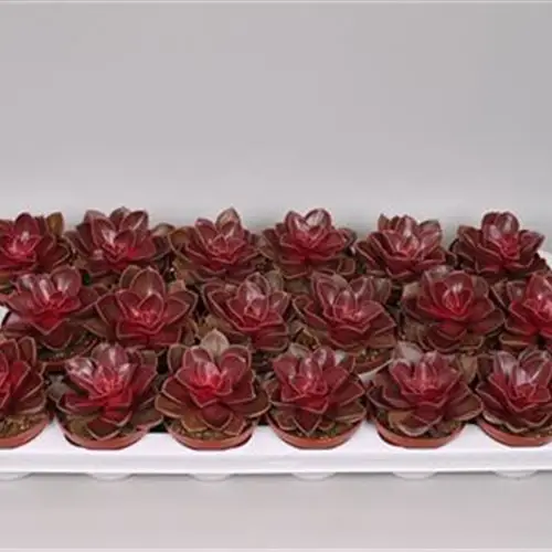 Echev.Red Ruby T08 H15