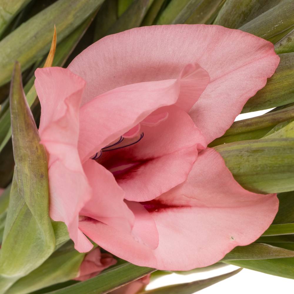Colvillis hell rosa  Summer Love 65cm