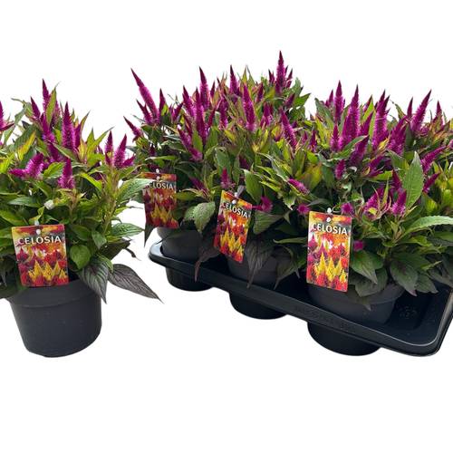 Celosia fuchsia Kelos Atomic T17 H040