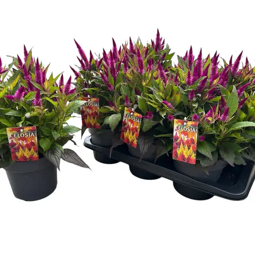 Celosia fuchsia Kelos Atomic T17 H040