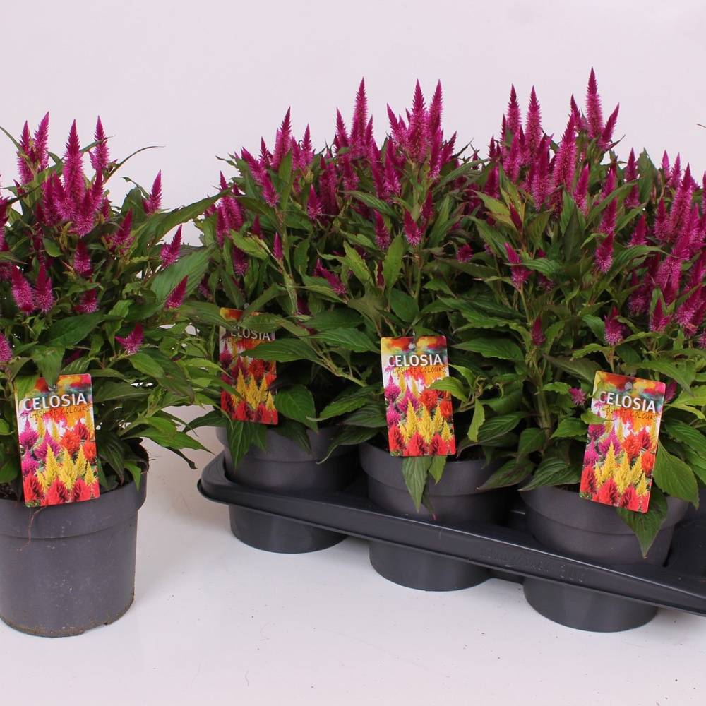 Celosia lila Kelos Atomic T17 H040
