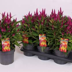 Celosia lila Kelos Atomic T17 H040